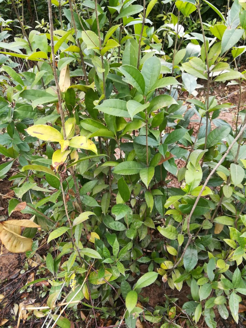 ★桂花苗★各类规格齐全，假一赔十，基地直发，欢迎选购