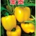 【包邮】乾德金贵肉厚黄色圆椒方椒果型方正耐储运