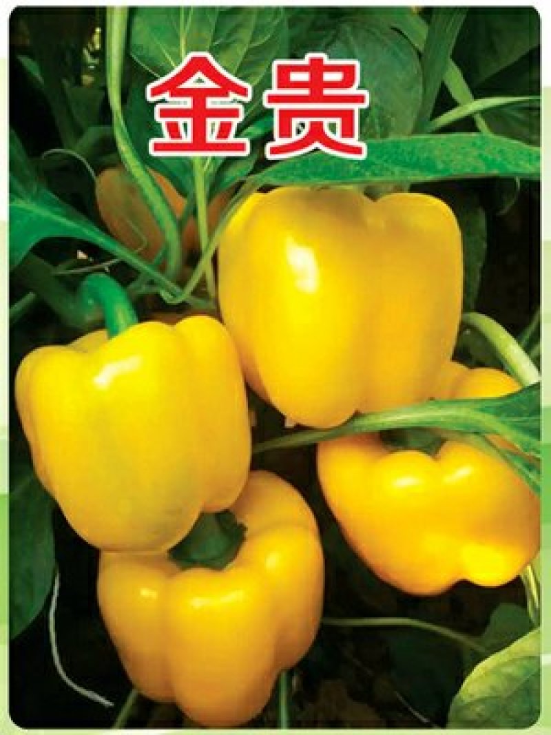 【包邮】乾德金贵肉厚黄色圆椒方椒果型方正耐储运