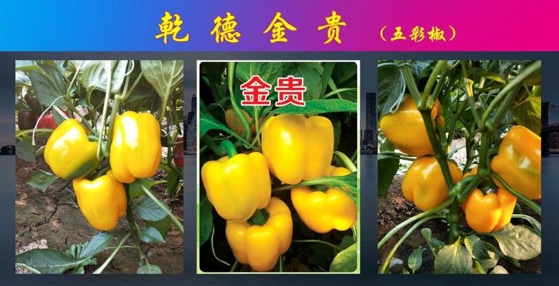 【包邮】乾德金贵肉厚黄色圆椒方椒果型方正耐储运