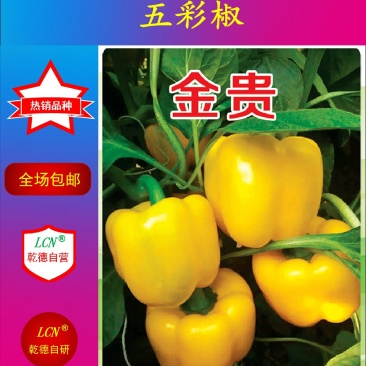 【包邮】乾德金贵肉厚黄色圆椒方椒果型方正耐储运