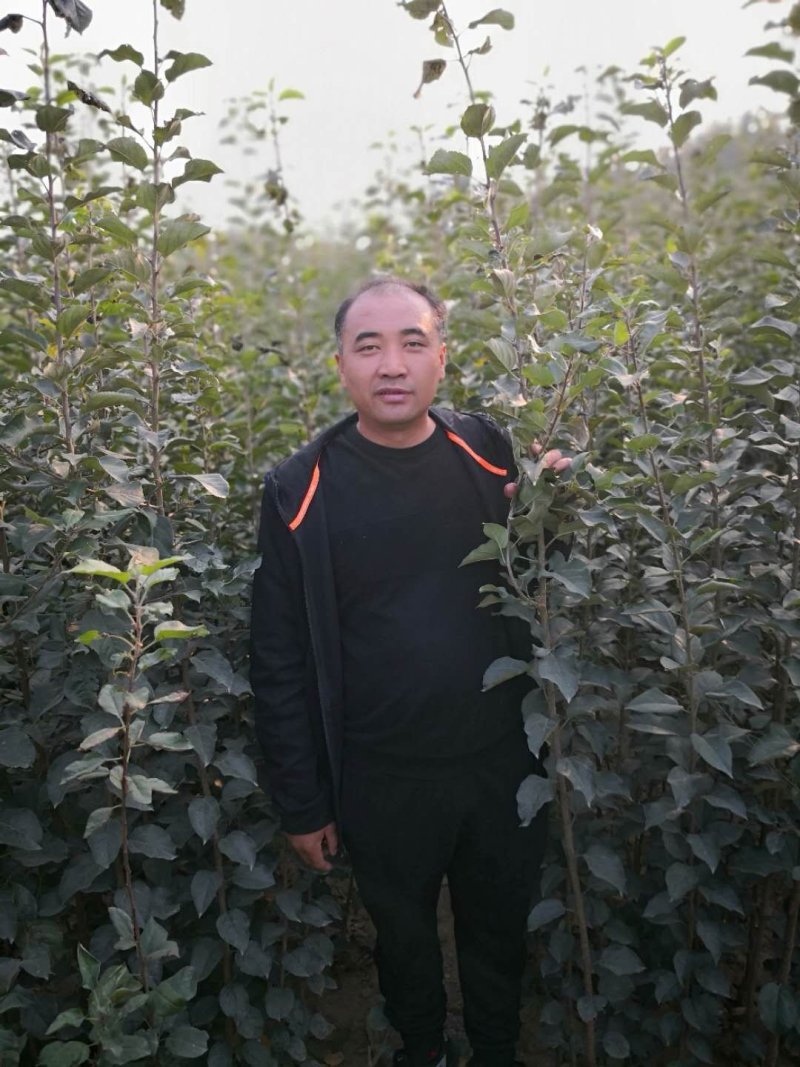 维纳斯黄金苹果树苗，鲁丽，秦脆，望香红，烟富八号