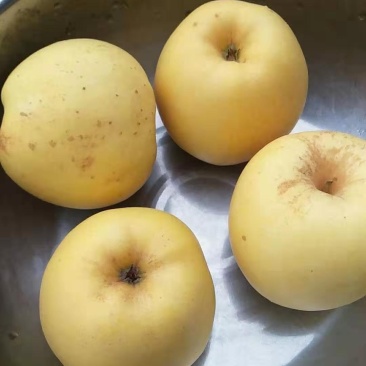维纳斯黄金苹果树苗，鲁丽，秦脆，望香红，烟富八号