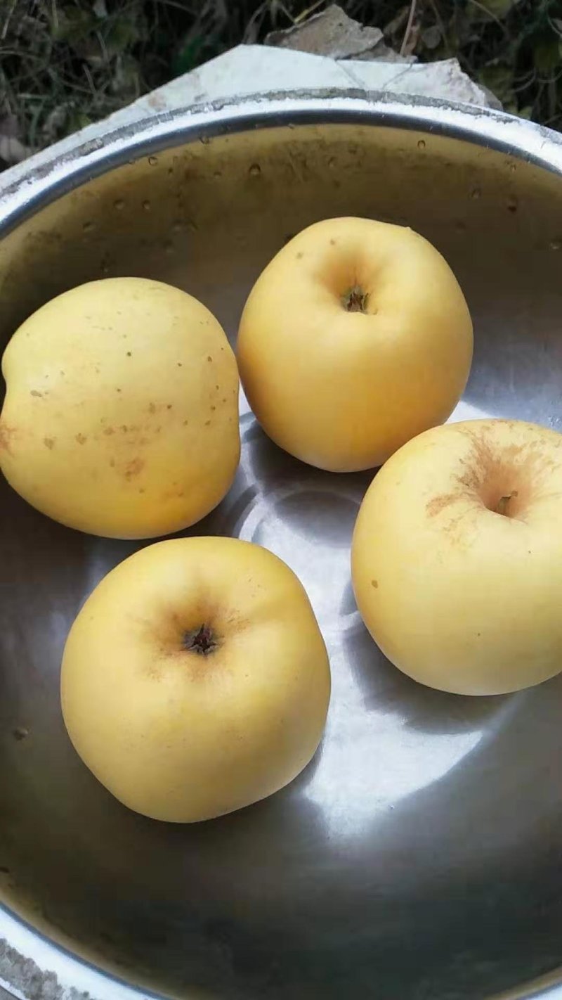 维纳斯黄金苹果树苗，鲁丽，秦脆，望香红，烟富八号