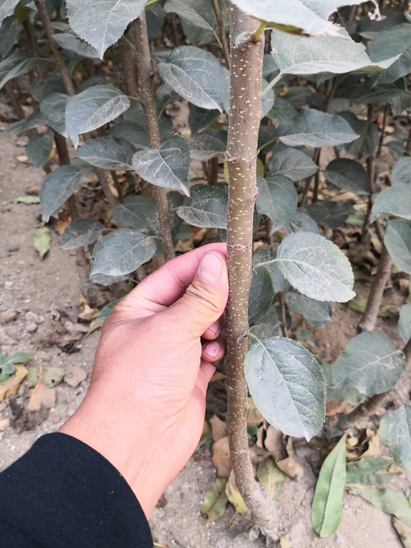维纳斯黄金苹果树苗，鲁丽，秦脆，望香红，烟富八号