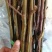 维纳斯黄金苹果树苗，鲁丽，秦脆，望香红，烟富八号
