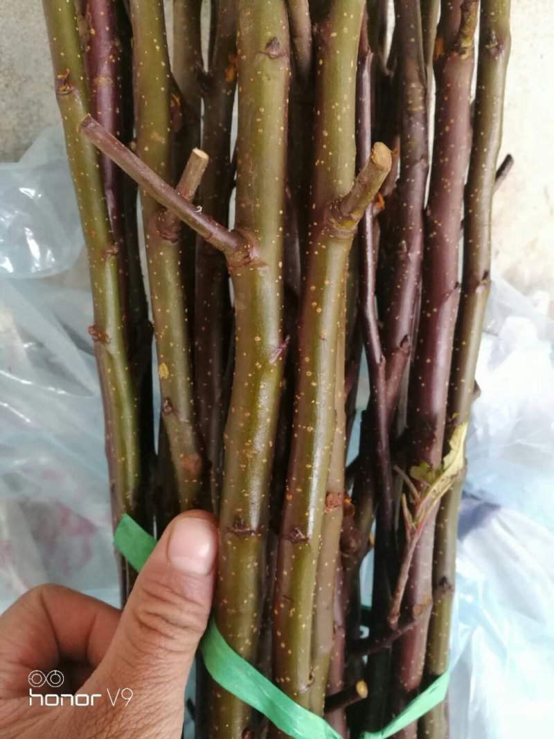 维纳斯黄金苹果树苗，鲁丽，秦脆，望香红，烟富八号