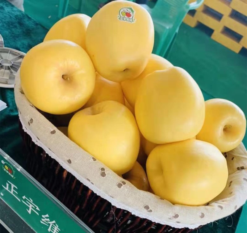 维纳斯黄金苹果树苗，鲁丽，秦脆，望香红，烟富八号