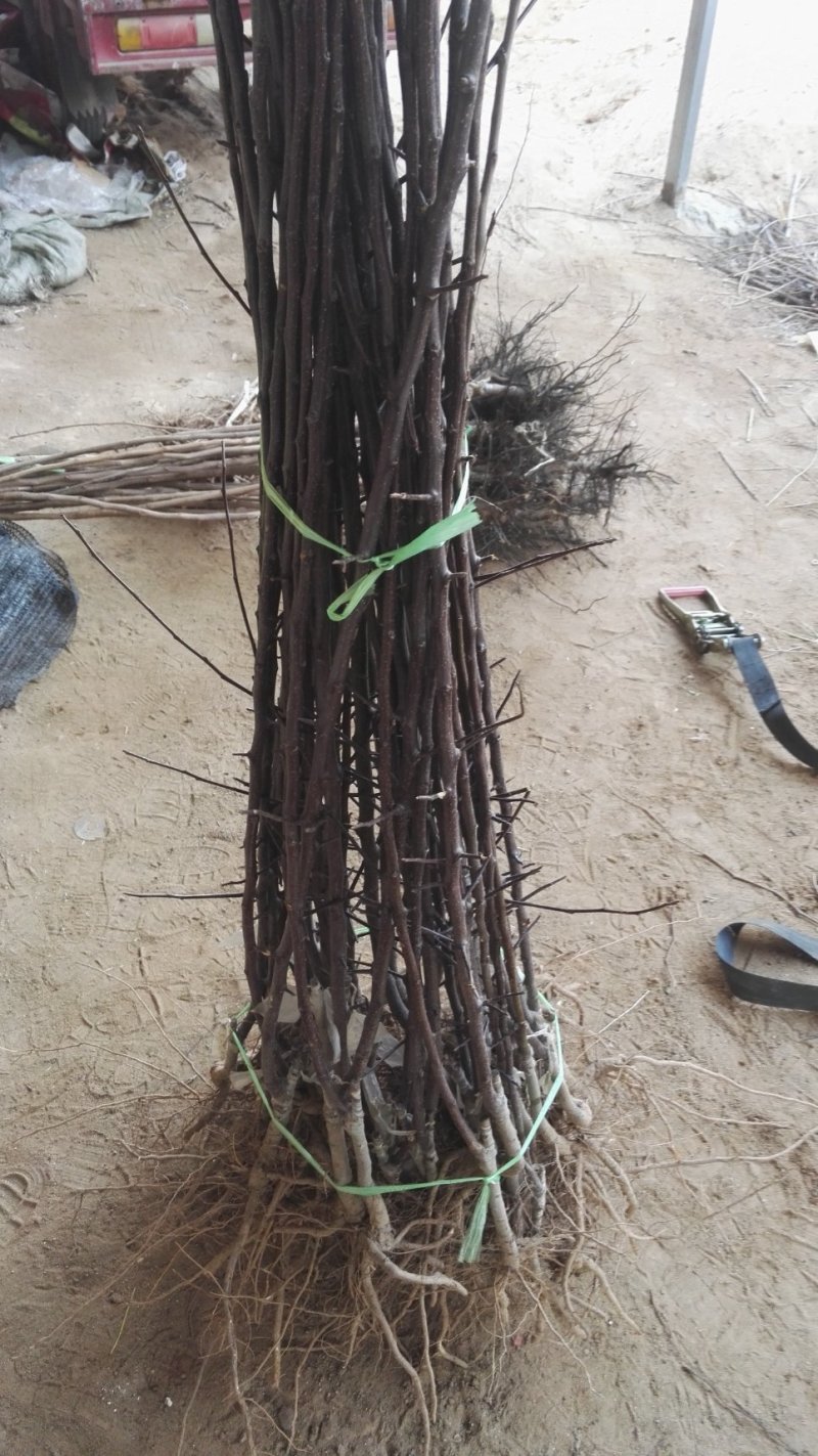 维纳斯黄金苹果树苗，鲁丽，秦脆，望香红，烟富八号