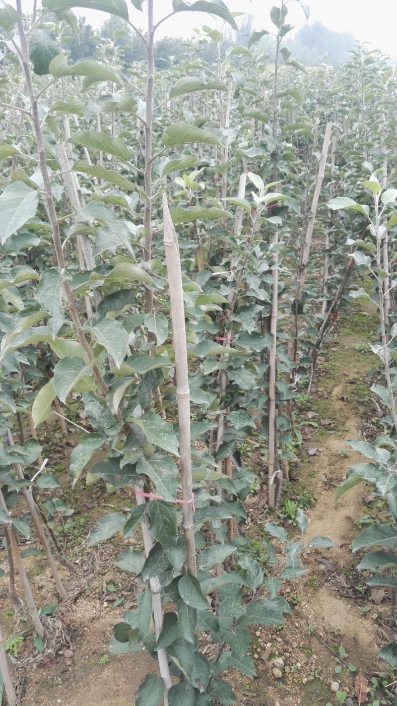 维纳斯黄金苹果树苗，鲁丽，秦脆，望香红，烟富八号