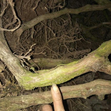 巨丰葡萄苗5年苗结果几年了