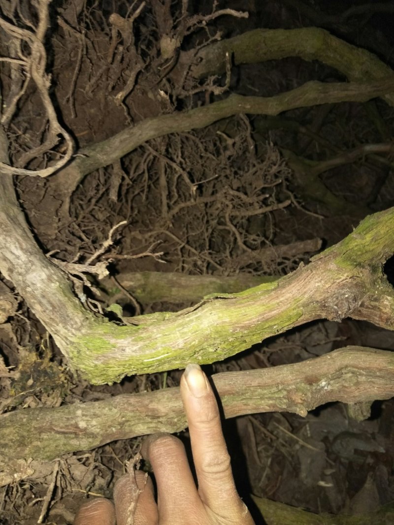 巨丰葡萄苗5年苗结果几年了