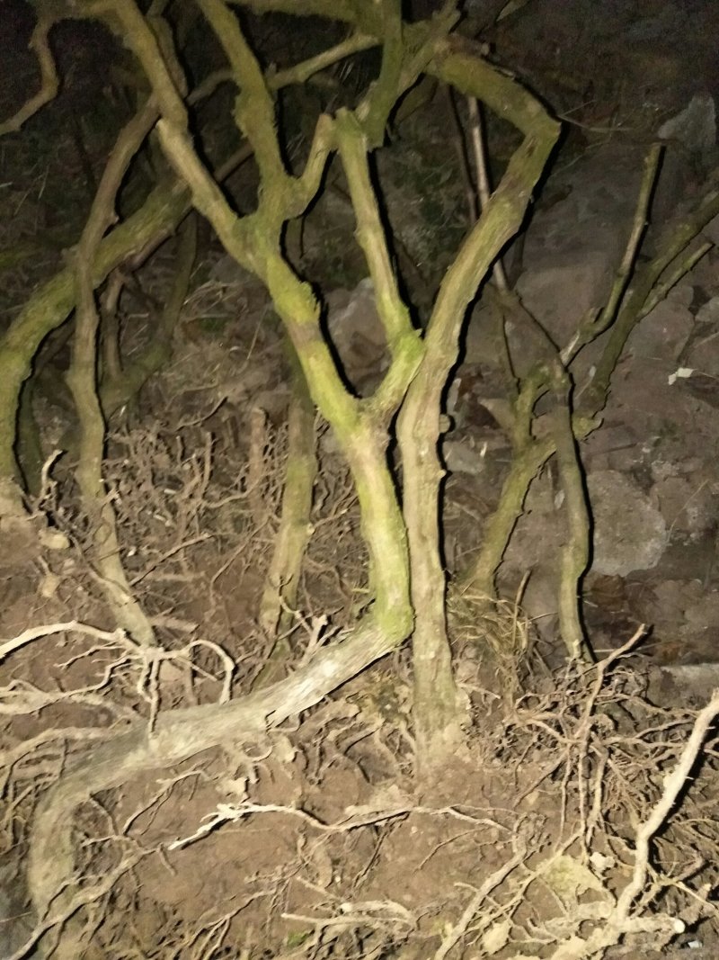 巨丰葡萄苗5年苗结果几年了