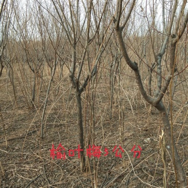 榆叶梅