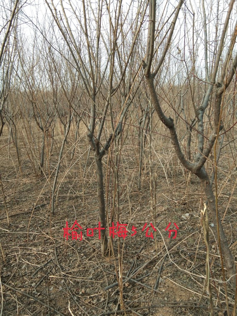 榆叶梅