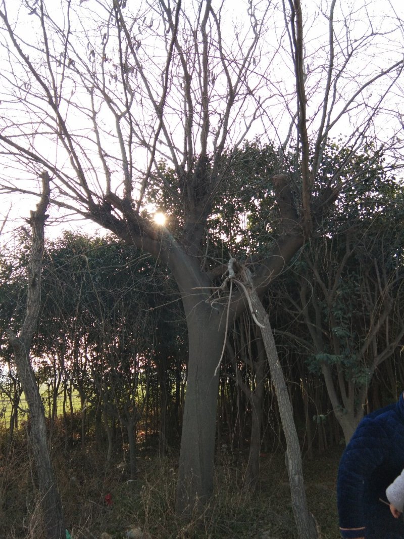 皂角树