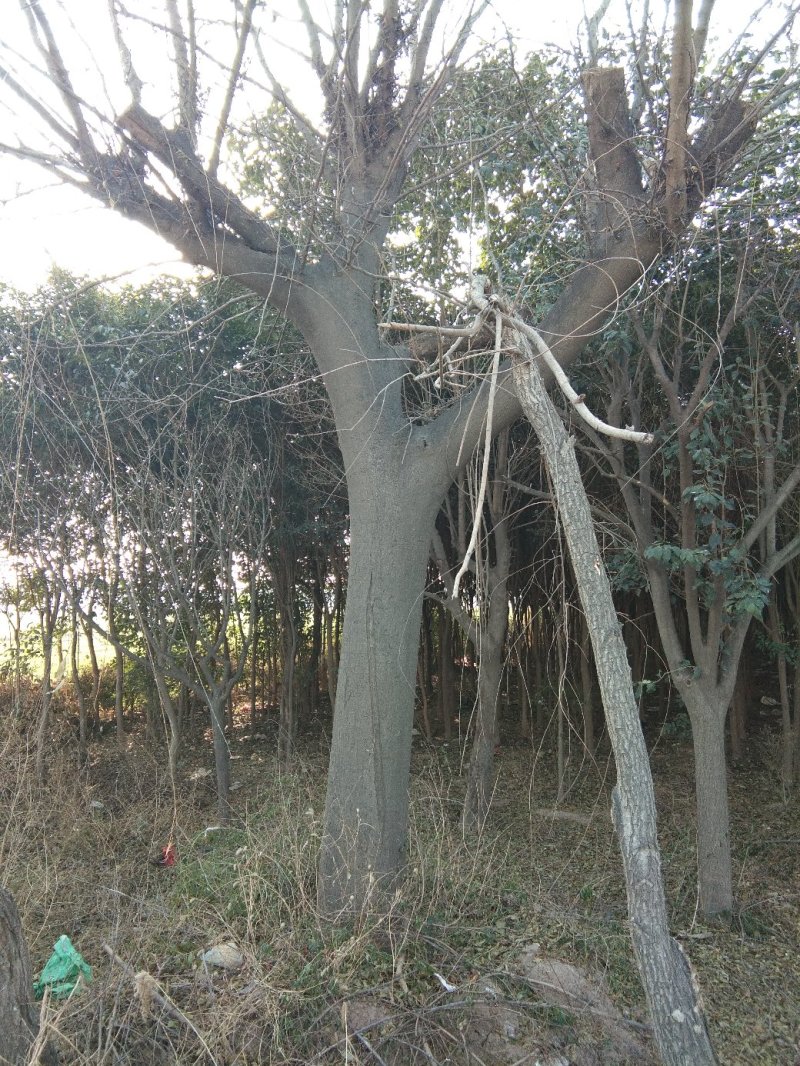皂角树