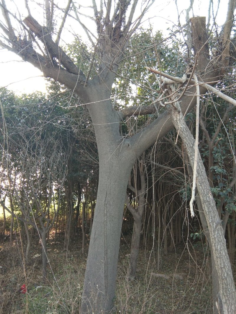 皂角树