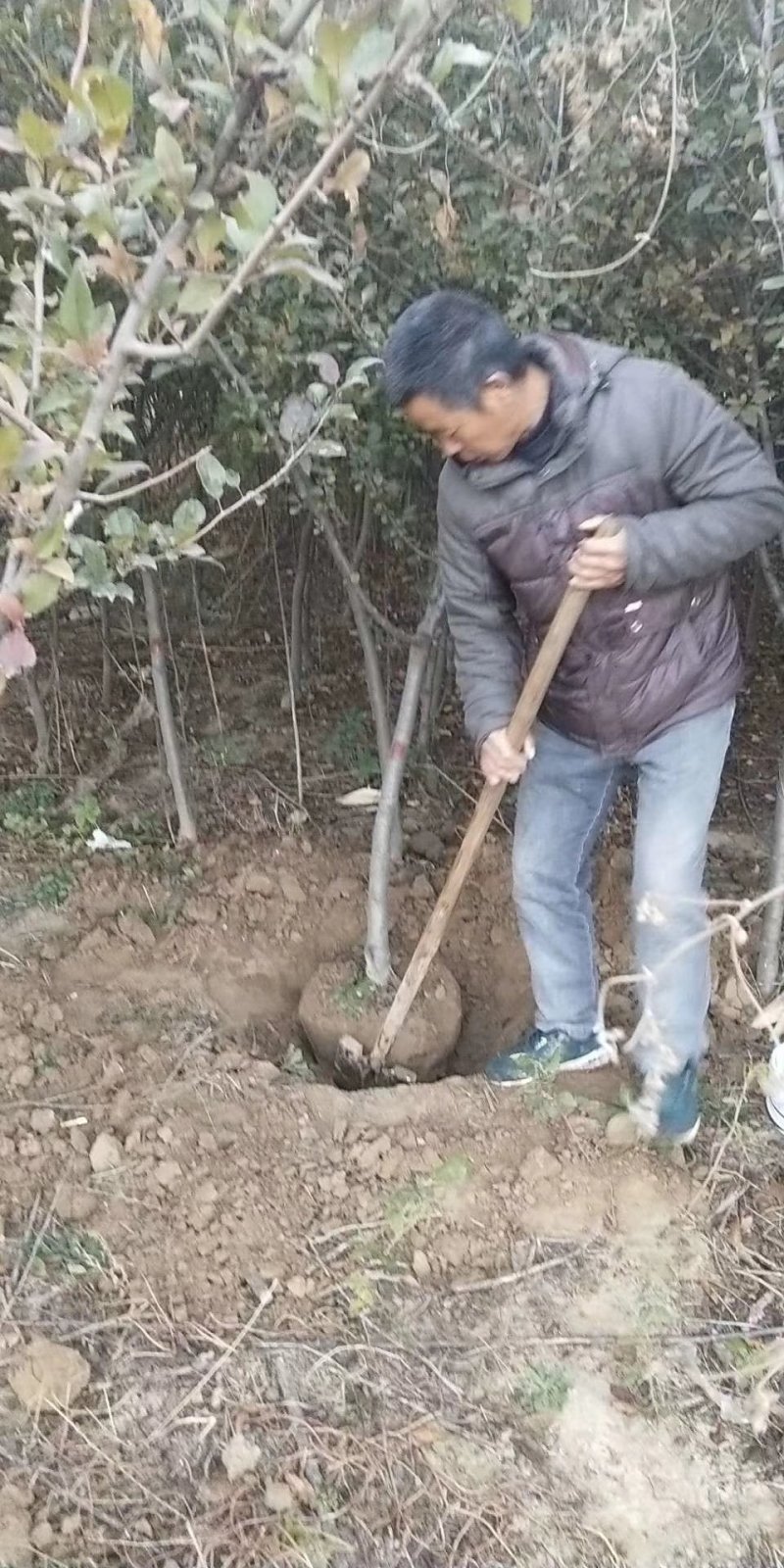 垂丝海棠