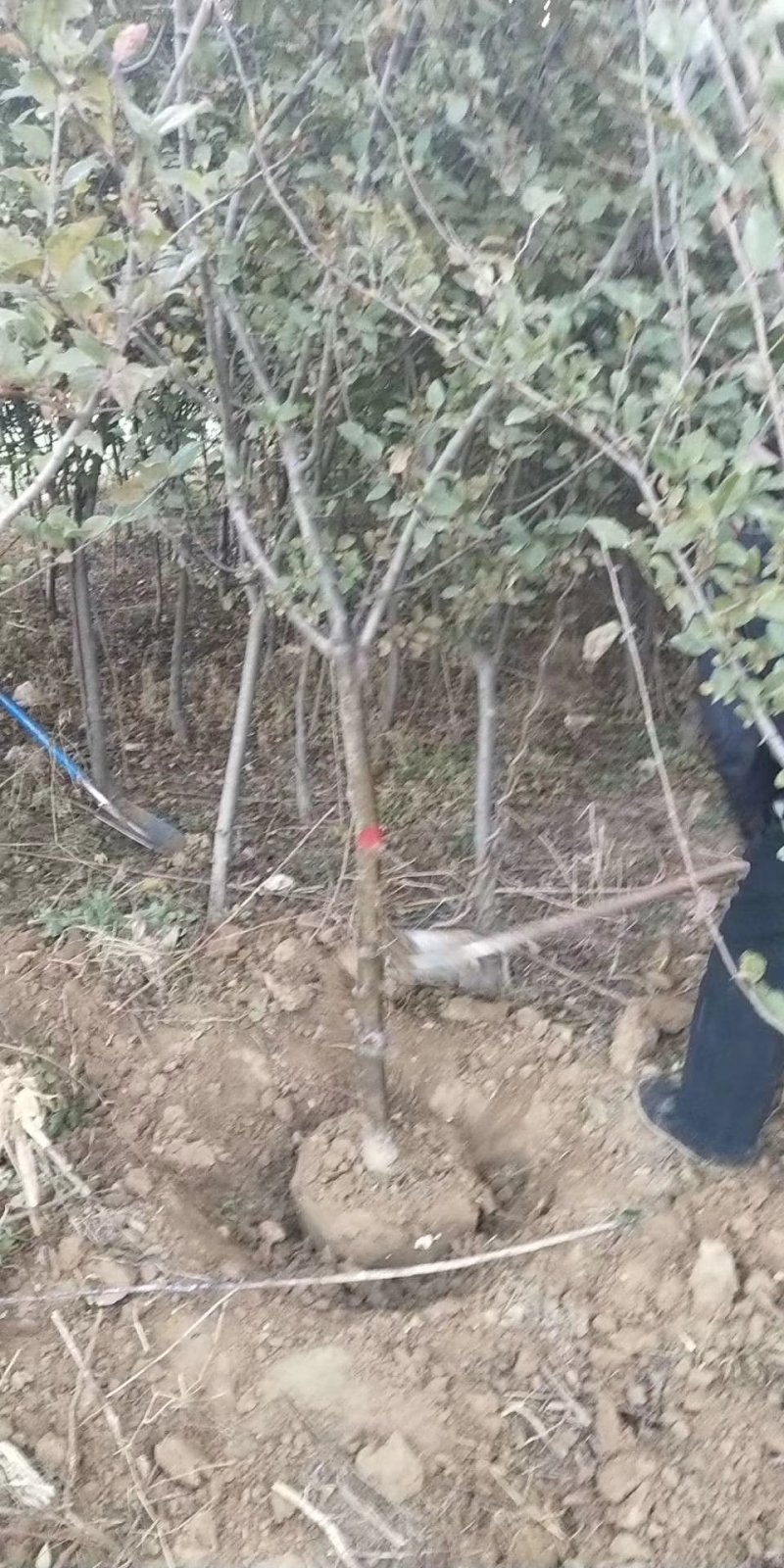 垂丝海棠