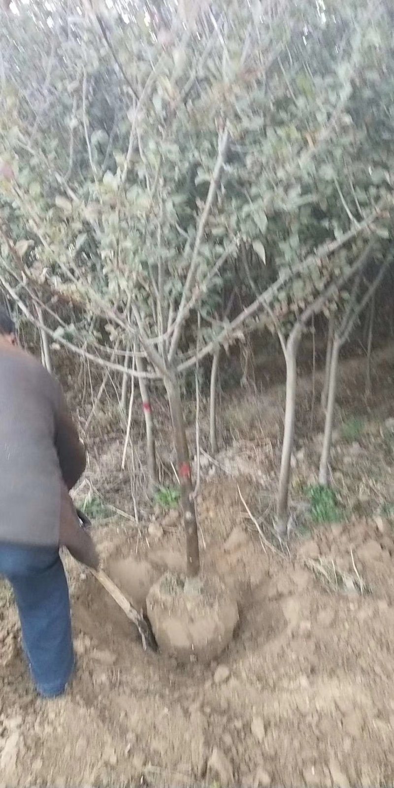 垂丝海棠
