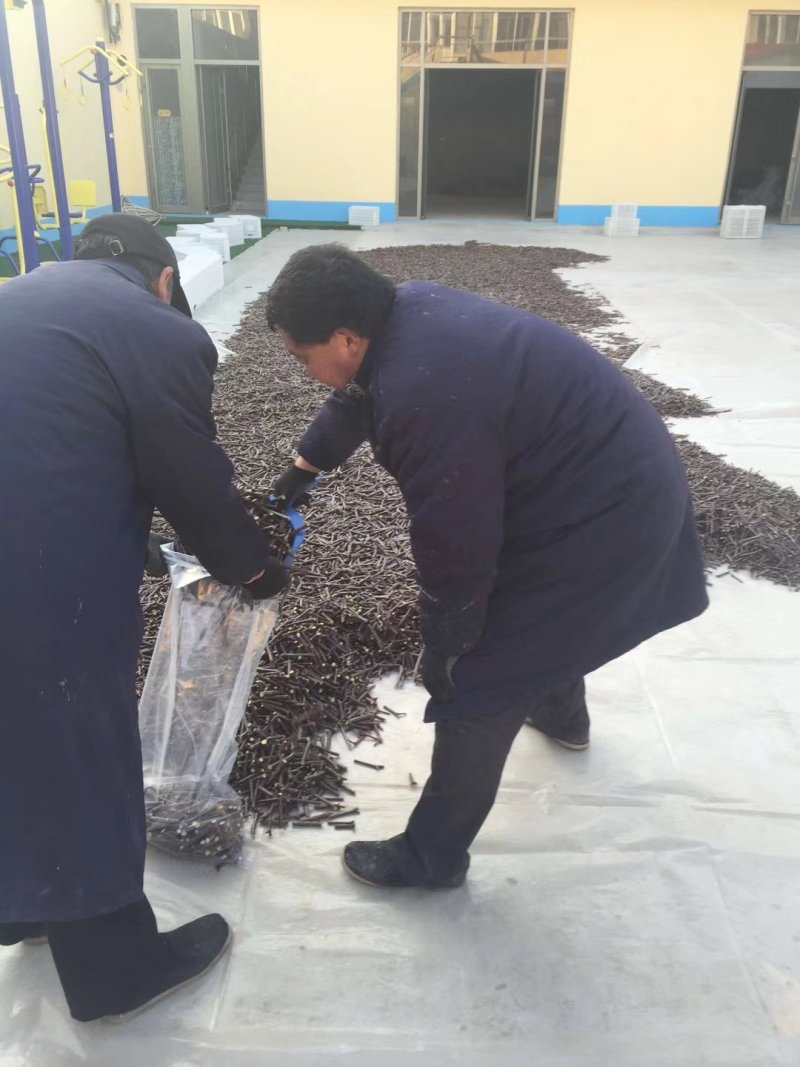 沾化冬枣接穗，新品种纯正，现剪新鲜封蜡嫁接成活率高
