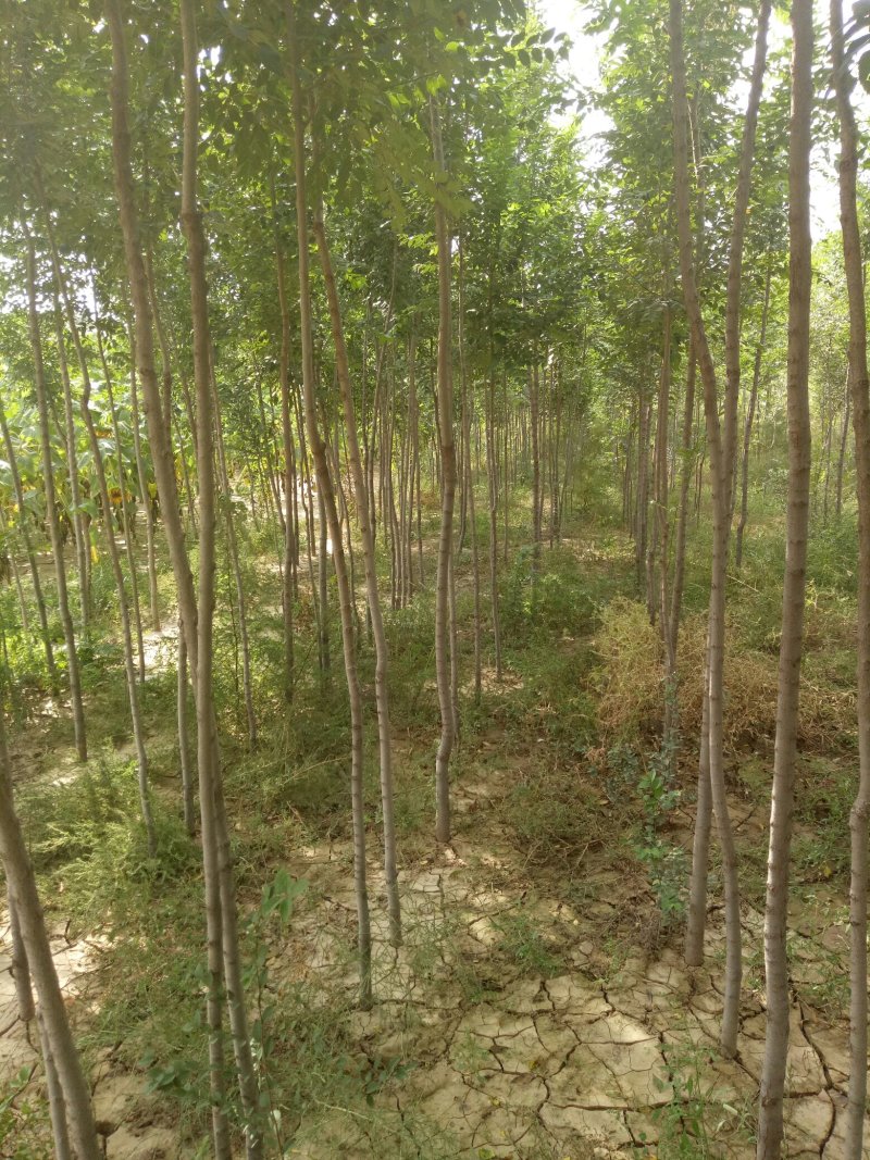 白榆
