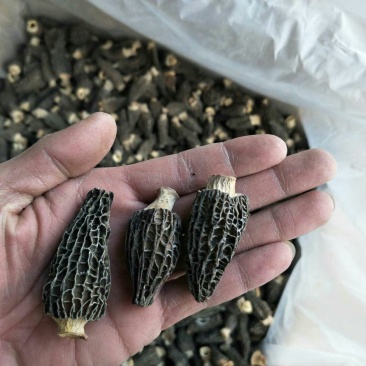 剪柄人工种植羊肚菌干品
