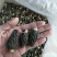剪柄人工种植羊肚菌干品