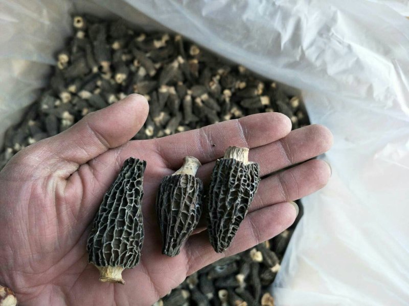 剪柄人工种植羊肚菌干品