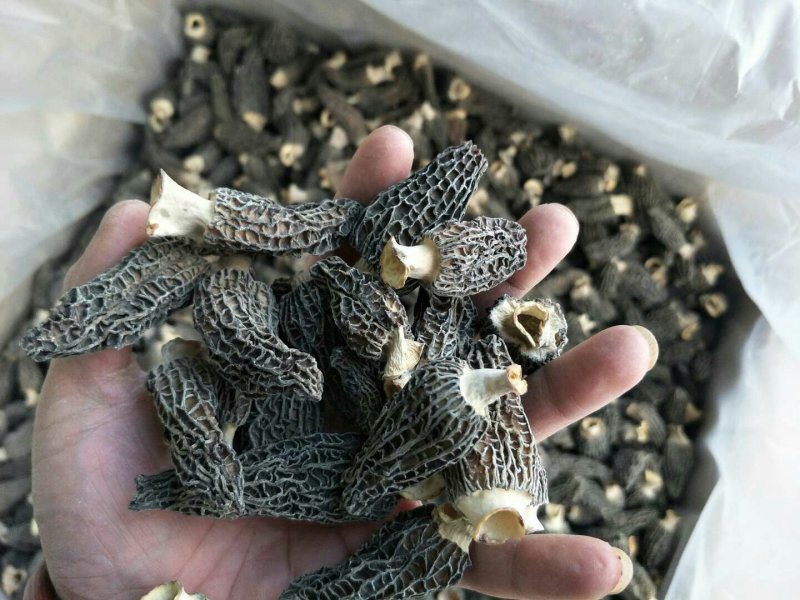 剪柄人工种植羊肚菌干品