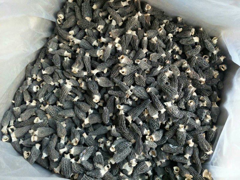 剪柄人工种植羊肚菌干品
