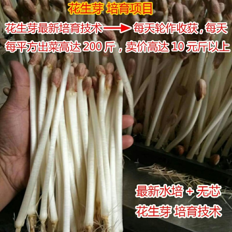 厂家直销：花生芽种植宝轻便套装，直接种植不用房间