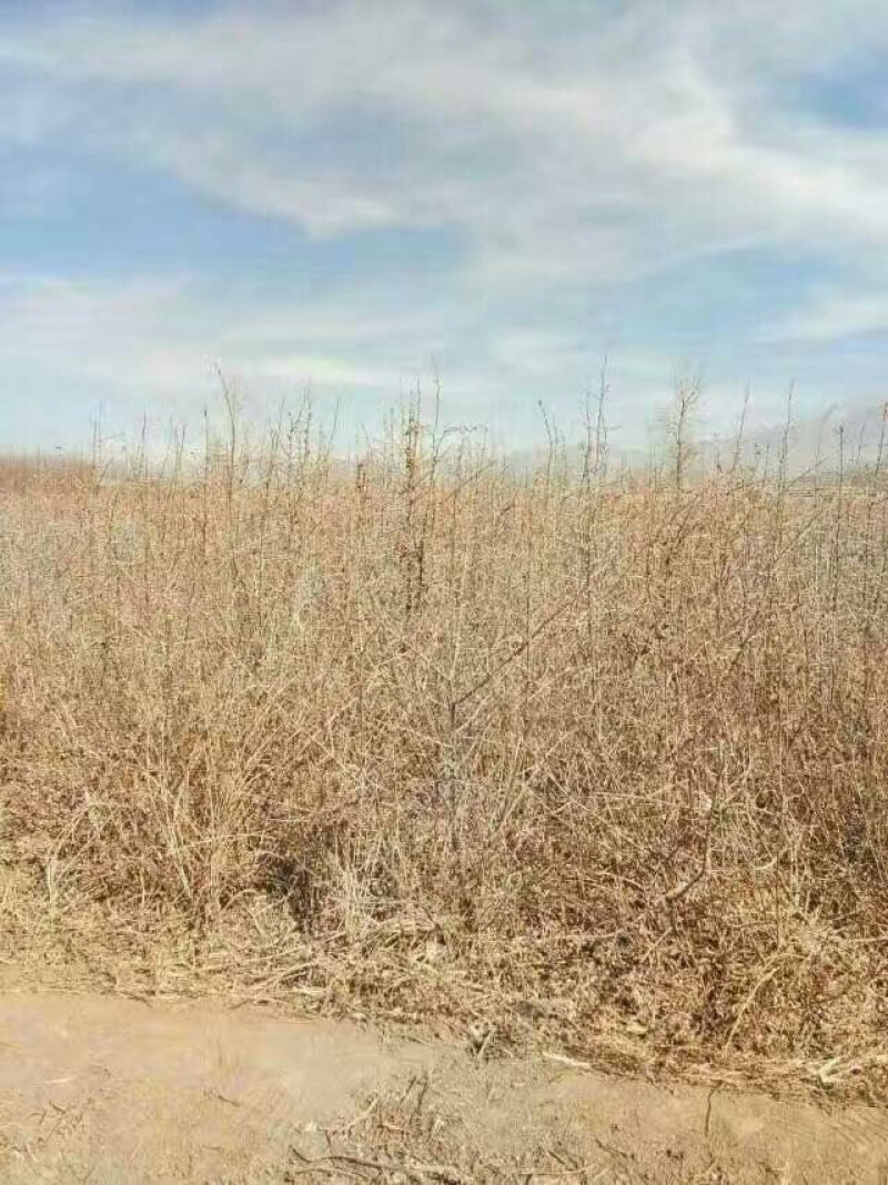 沙枣，