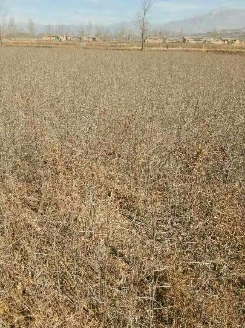 沙枣，