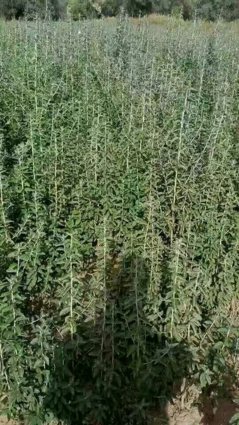 沙枣，
