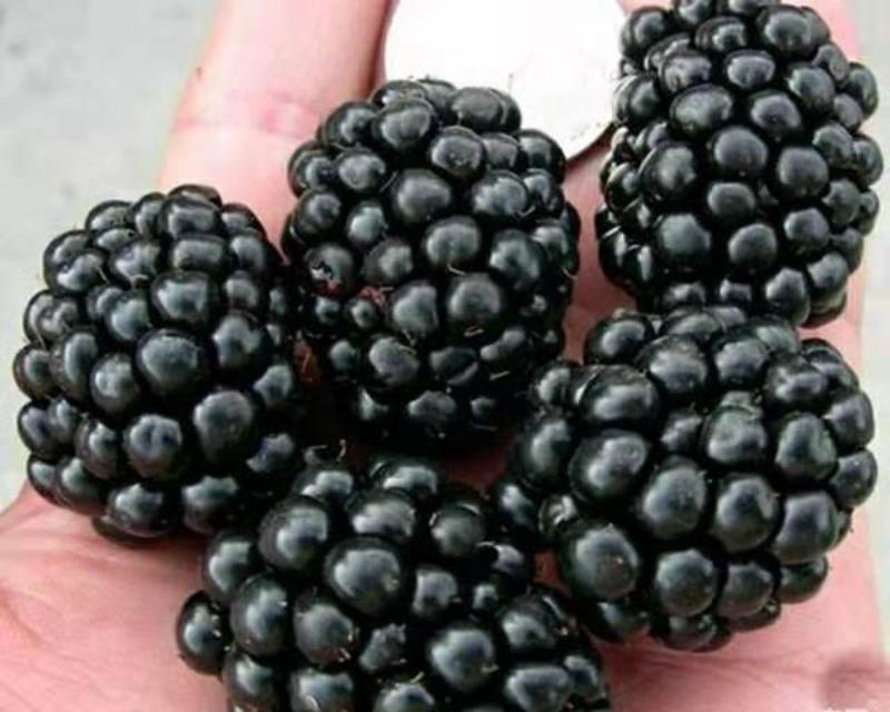 黑树莓苗黑色树莓苗抗寒品种基地哈尔滨浩海浆果