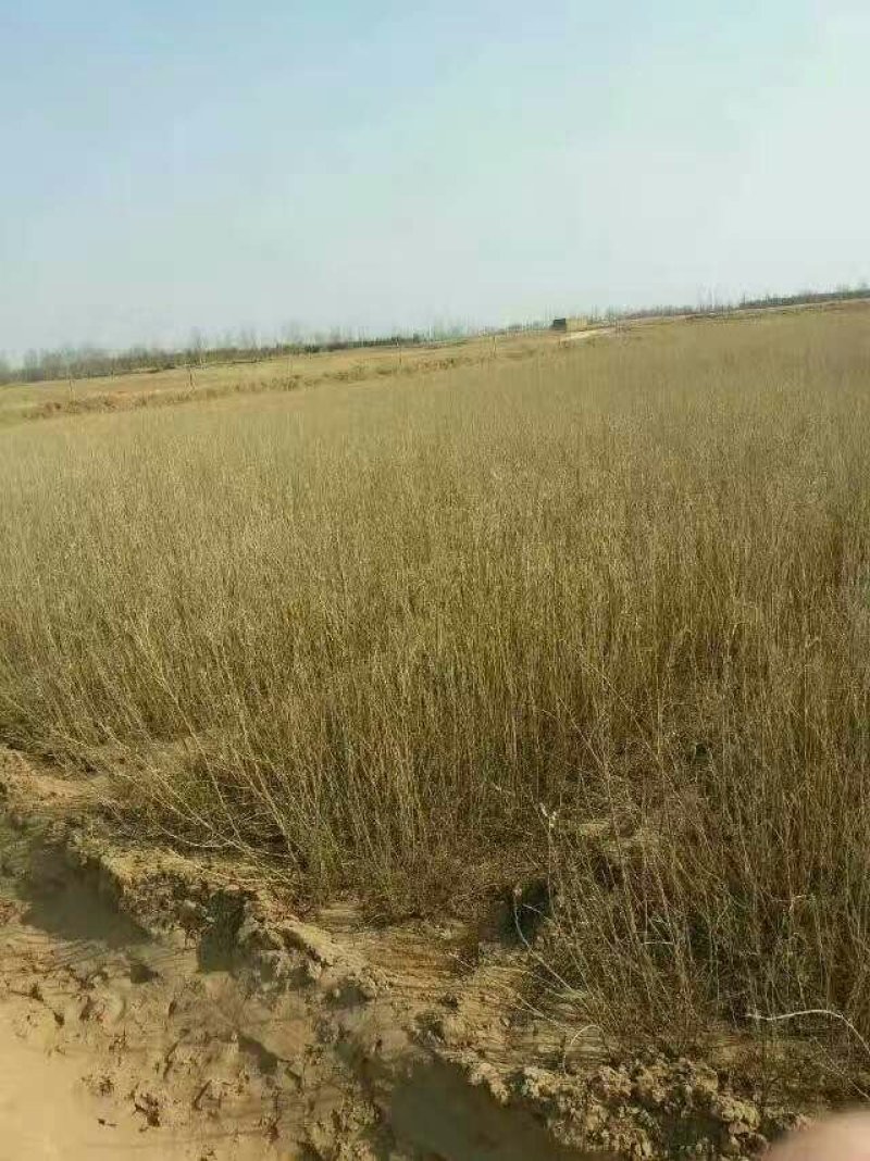梭梭，