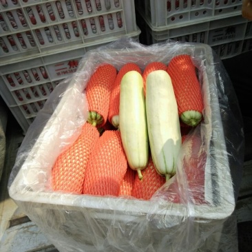 博洋61甜瓜