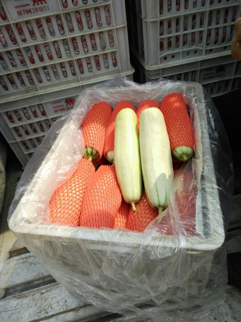 博洋61甜瓜
