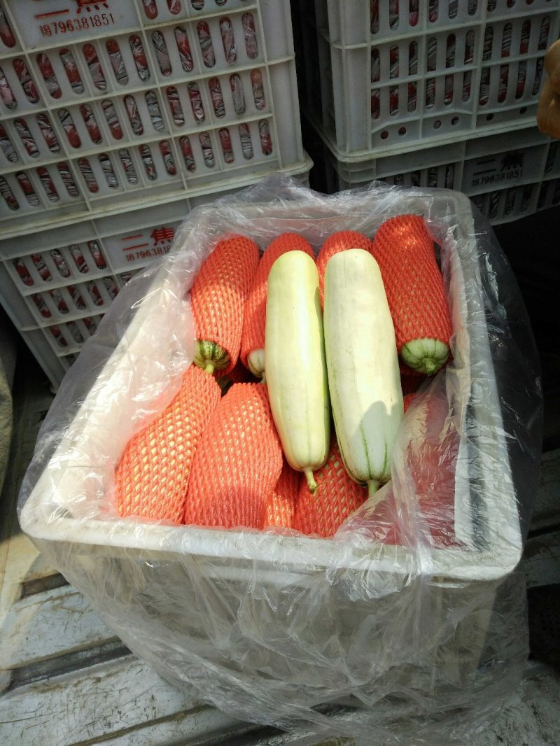 博洋61甜瓜