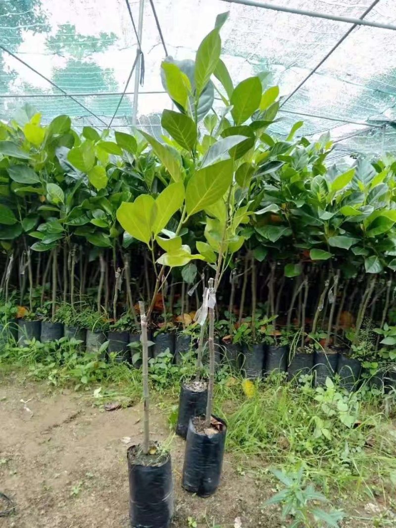 泰国12号8号红肉菠萝蜜苗正品苗海南特产基地批发