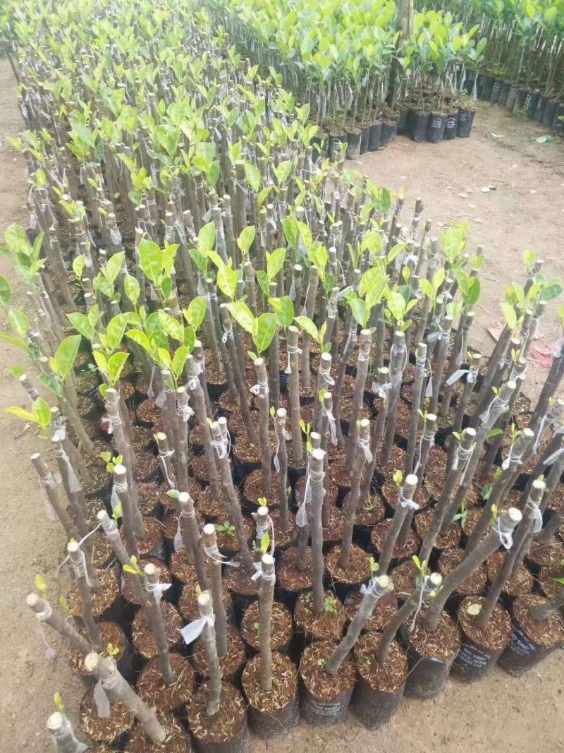 泰国12号8号红肉菠萝蜜苗正品苗海南特产基地批发