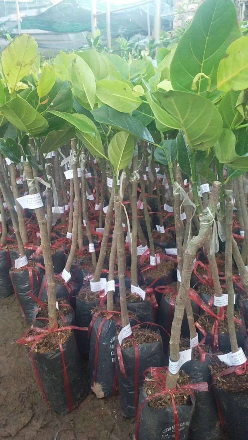 泰国12号8号红肉菠萝蜜苗正品苗海南特产基地批发