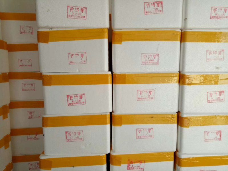 优质红油香椿芽！货源充足！品质保证