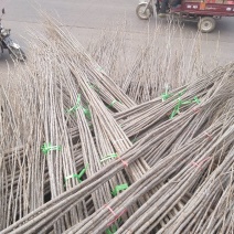 杨树苗107
