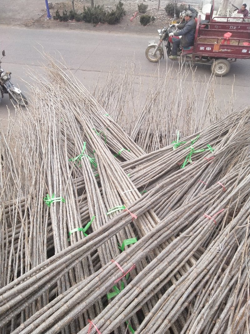 杨树苗107