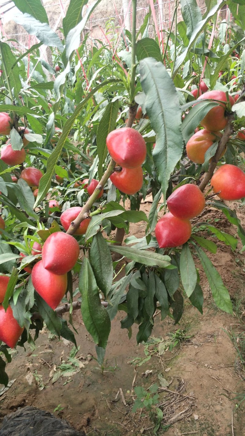 油桃樱桃大量上市