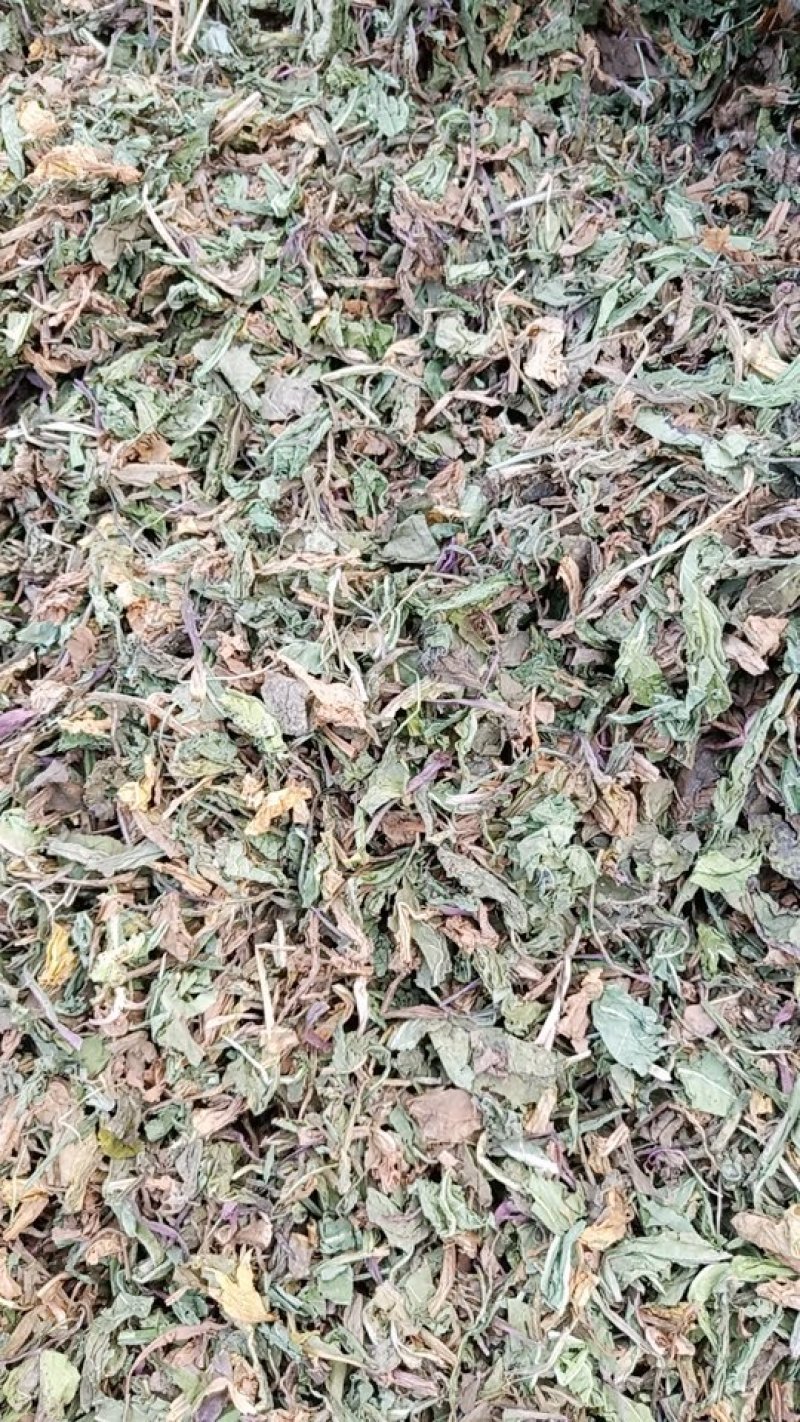 蒲公英颜色青