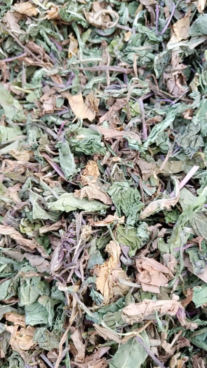 蒲公英颜色青